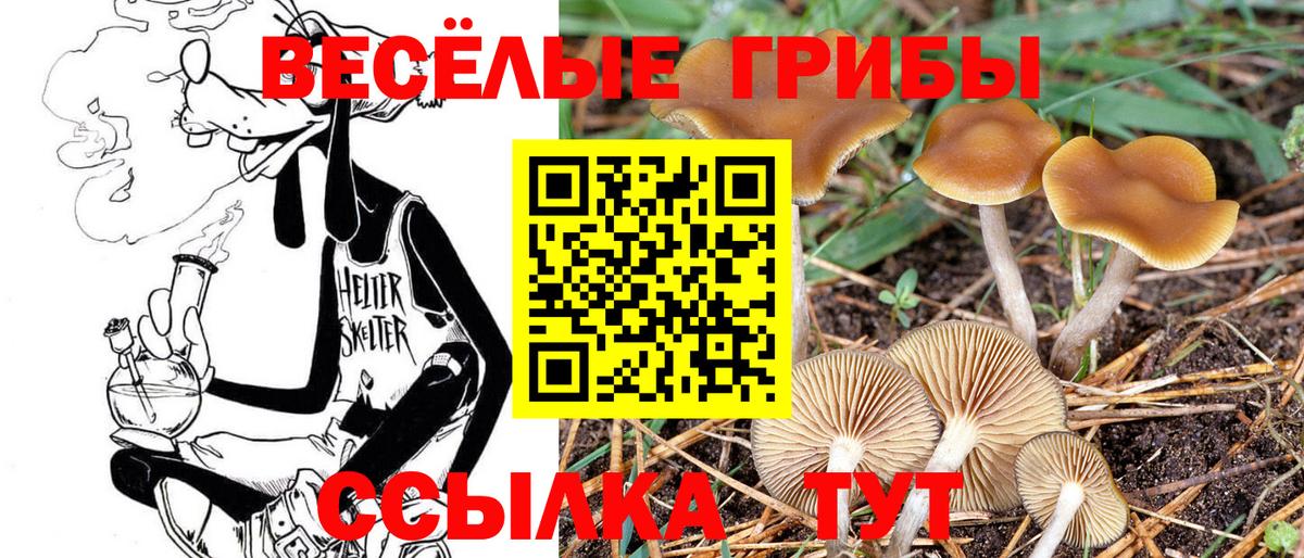 Красногорск  Галлюциногенные грибы Psilocybine cubensis  Галлюциногенные грибы мицелий  Вход с VPN 
