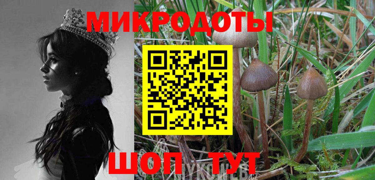 Галлюциногенные грибы Psilocybine cubensis Красногорск